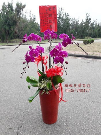 紅色蘭花盆栽彰化地區花店0935768477雅楓花店