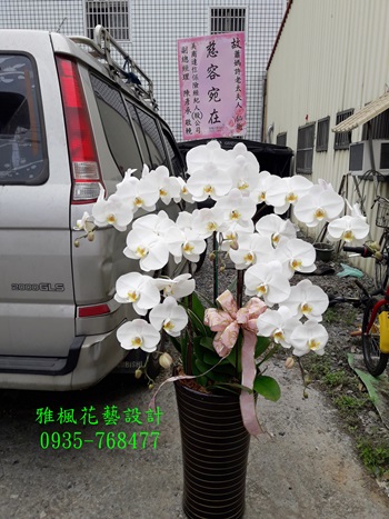 2盆(含)再享更多優惠，喪事禮儀白色祝福追思彰化花店蝴蝶蘭花盆栽