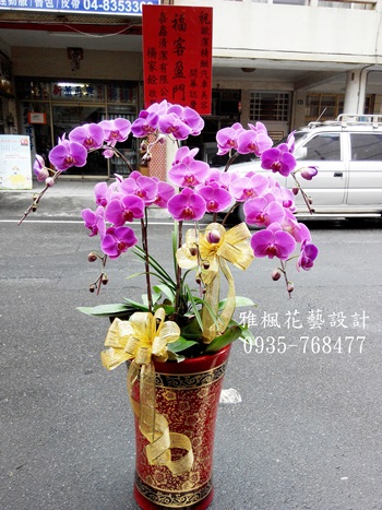 中粉蝴蝶蘭盆栽0920768477彰化市花店