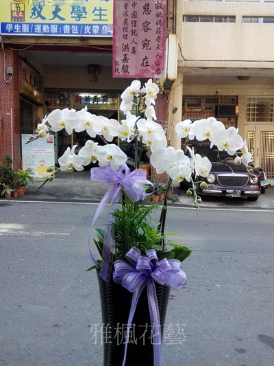 ご多幸を祈ります六株高雅白花蝴蝶蘭盆栽&南投市花店蘭花盆栽送南投市立殯儀館