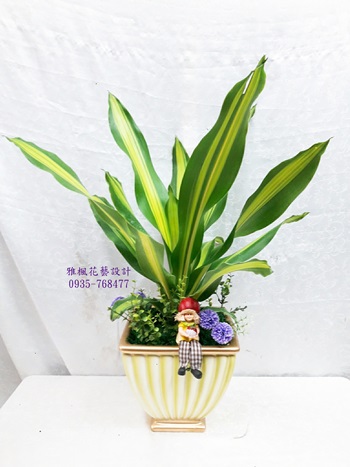 彰化縣芳苑鄉花店開幕發財樹外送，同事榮升祝賀盆栽彰化縣竹塘鄉花店