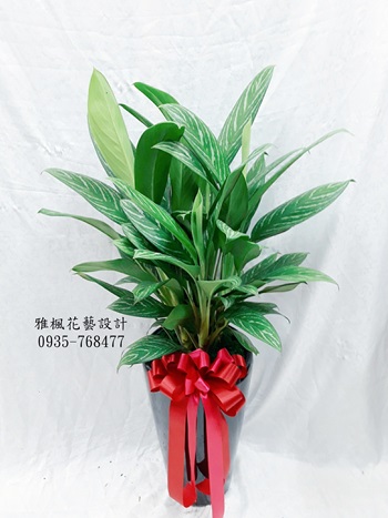 和美花店展覽盆栽&適合送開幕的禮物埔心花店