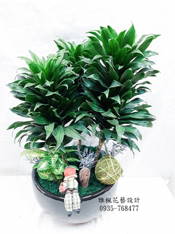 虎尾鎮花店親戚開店送盆栽，朋友開店推薦禮品0935768477彰化花店外送盆栽