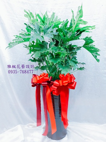 彰化市花店開幕盆栽免外送費，埔鹽花店盆栽外送開幕店家推薦雅楓花藝